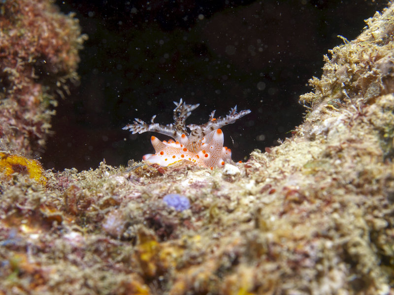 Nudibranch, Manila Channel